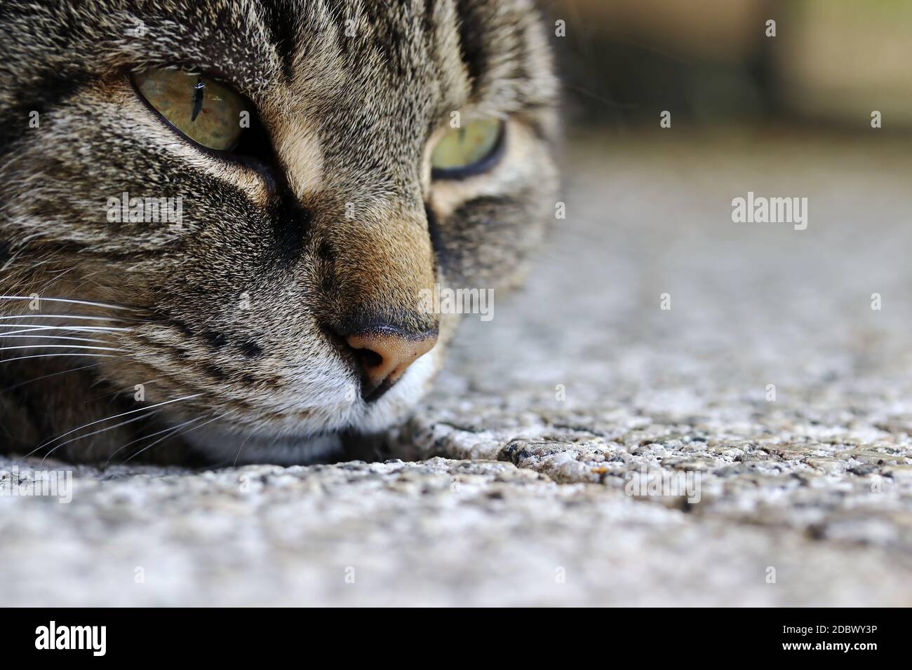 The face of a cat lying flat on the floor in wait Stock Photo