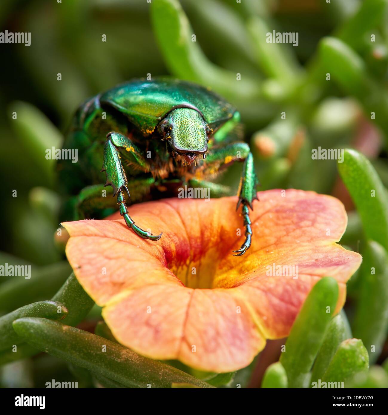 Rose beetle (Cetonia aurata) on a flower in the garden Stock Photo