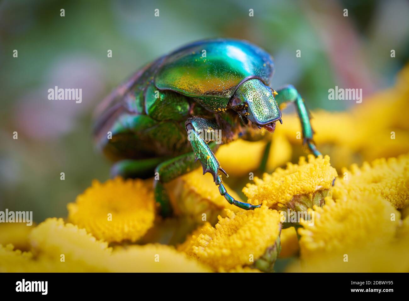 Rose beetle (Cetonia aurata) on a yellow flower in the garden Stock Photo
