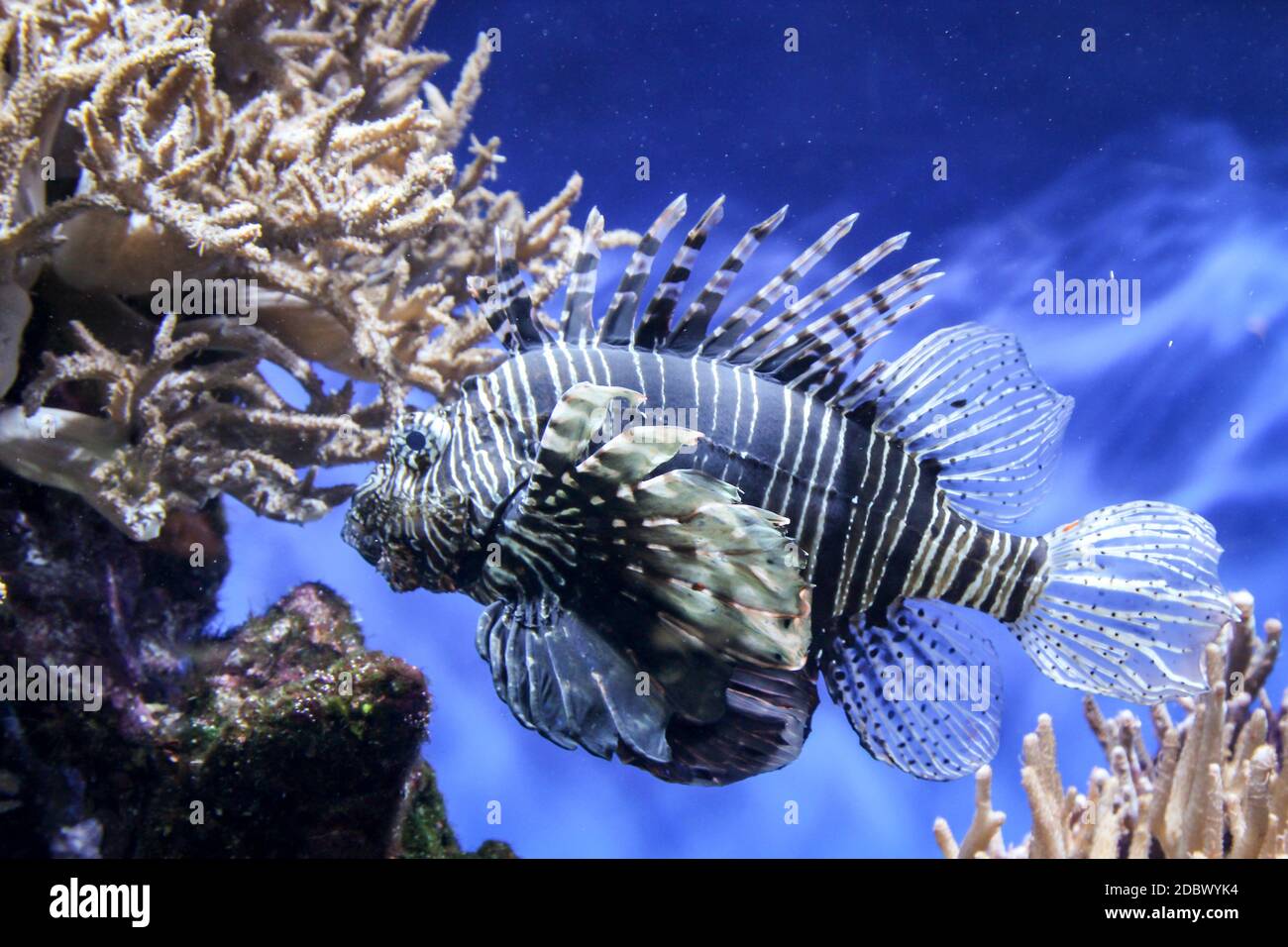 tropical fish in the reef and its natural environment Stock Photo
