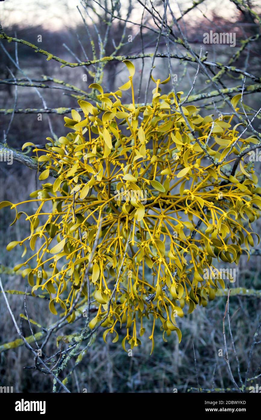 Close up of a mistletoe in the tree. Mistletoes are parasitic plants and live at the expense of the host Stock Photo