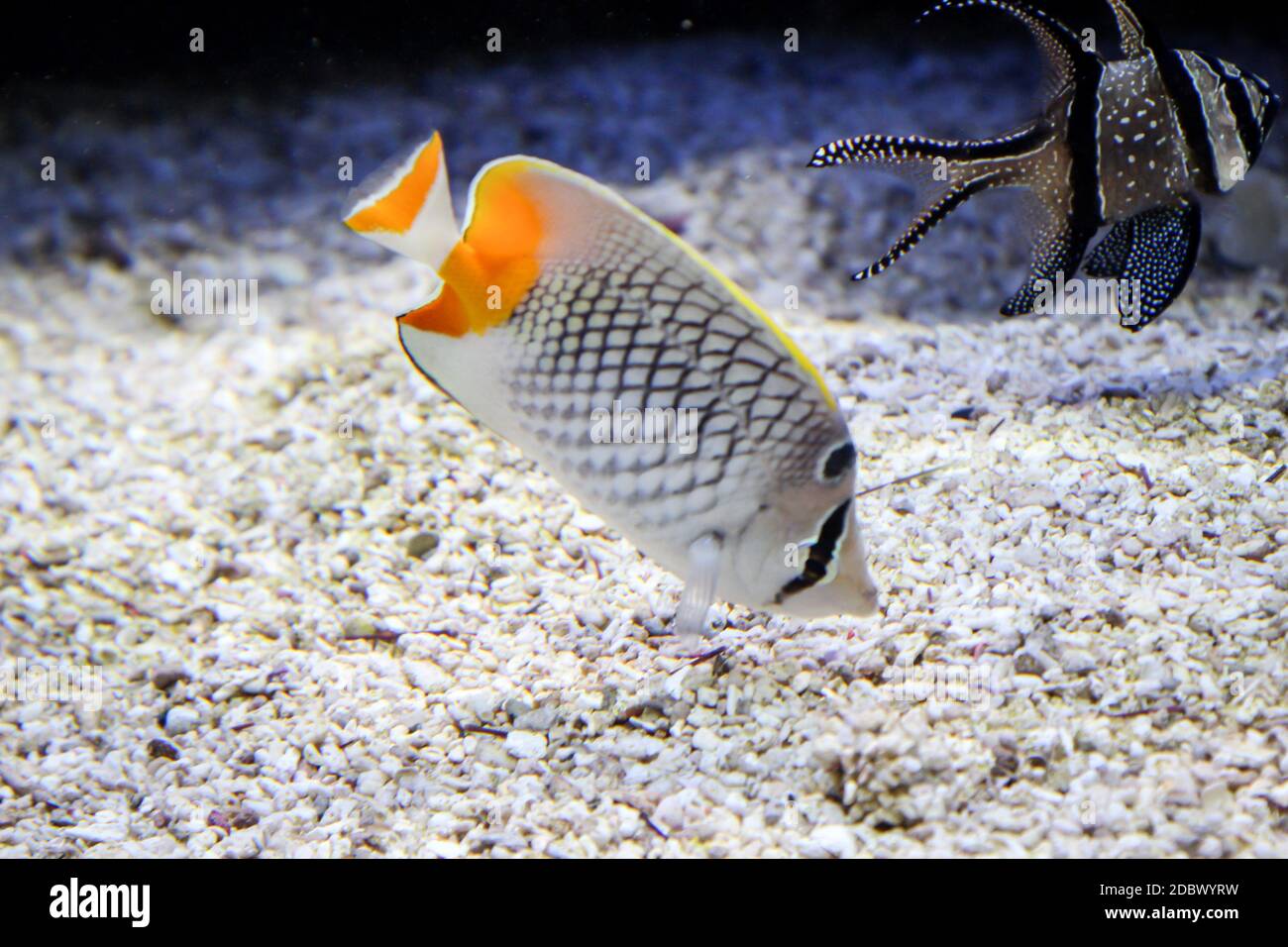 tropical fish in the reef and its natural environment Stock Photo