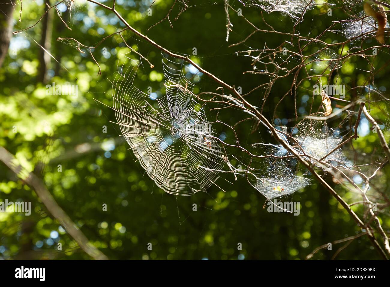 Cobweb scary hi-res stock photography and images - Alamy