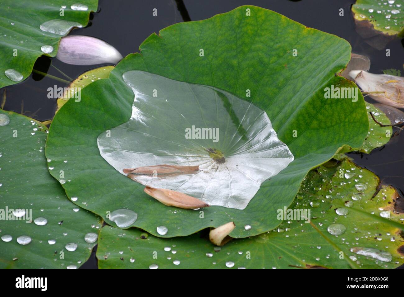 Lotus leaves full of water in the rain. Russian Far East, lotus lake Stock Photo