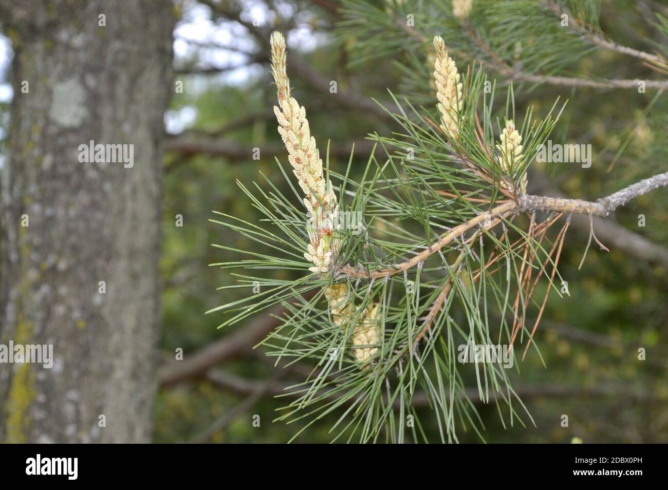Young cedar pine cones and needles  on the background of cedar wood Stock Photo