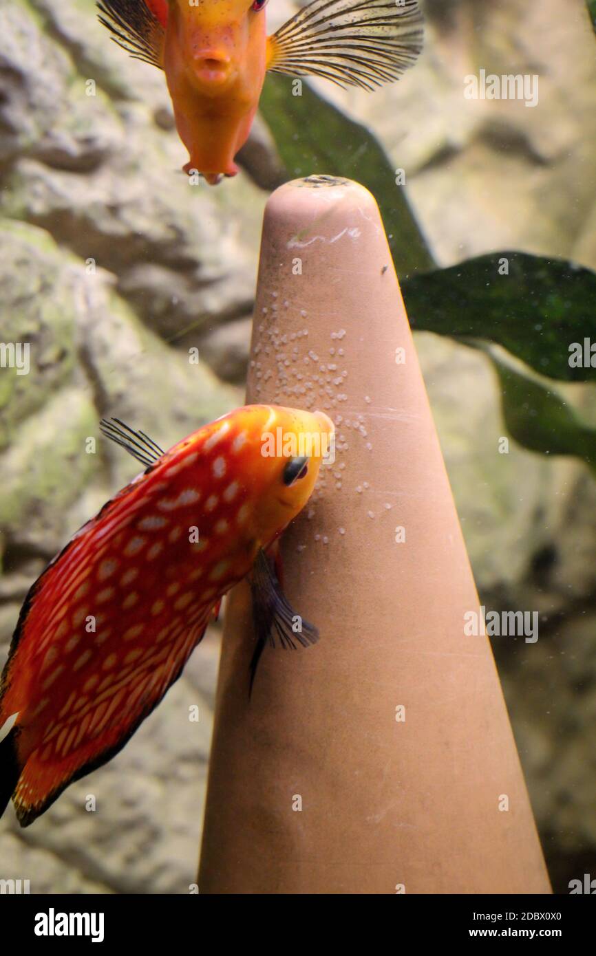 A female discus fish lays her spawn on a spawning cone. Stock Photo