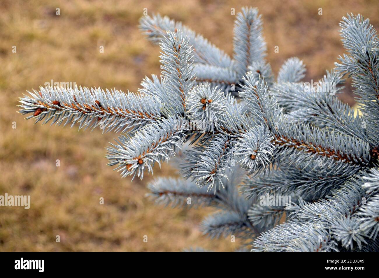 Fluffy branch of blue spruce with raindrops Stock Photo