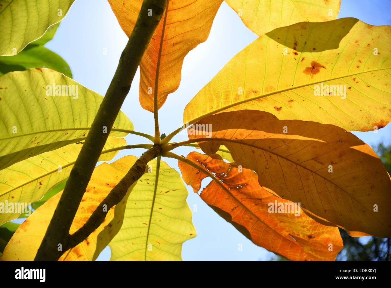 Bright autumnal leaves of Magnolia obovata Thunb or Japanese cucumber tree on blue sky backgroun. Far East of Russia, Primorsky region. Stock Photo