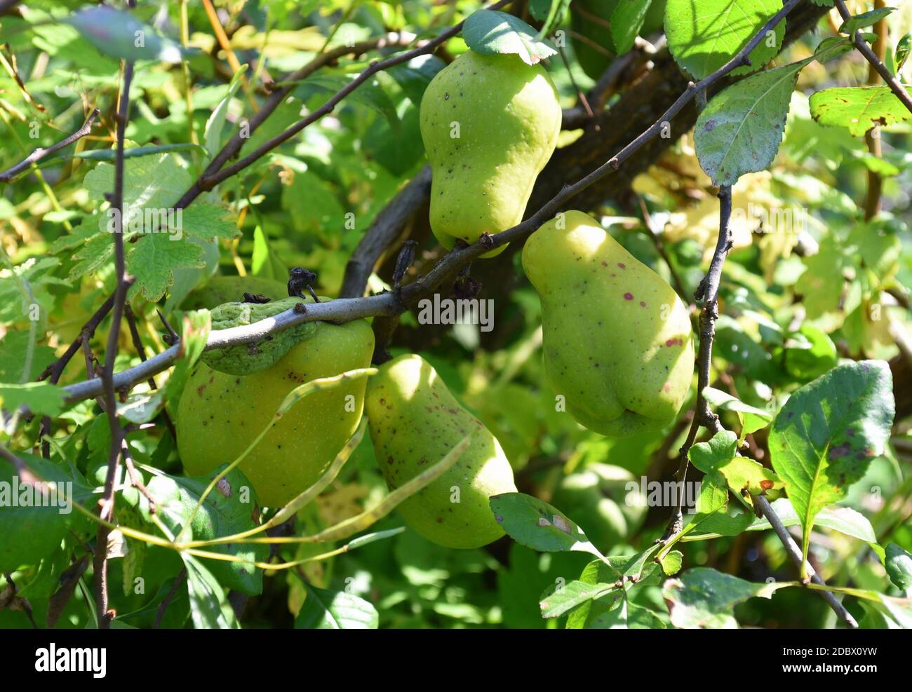 Japanese quince fruits growing on a tree Stock Photo Alamy
