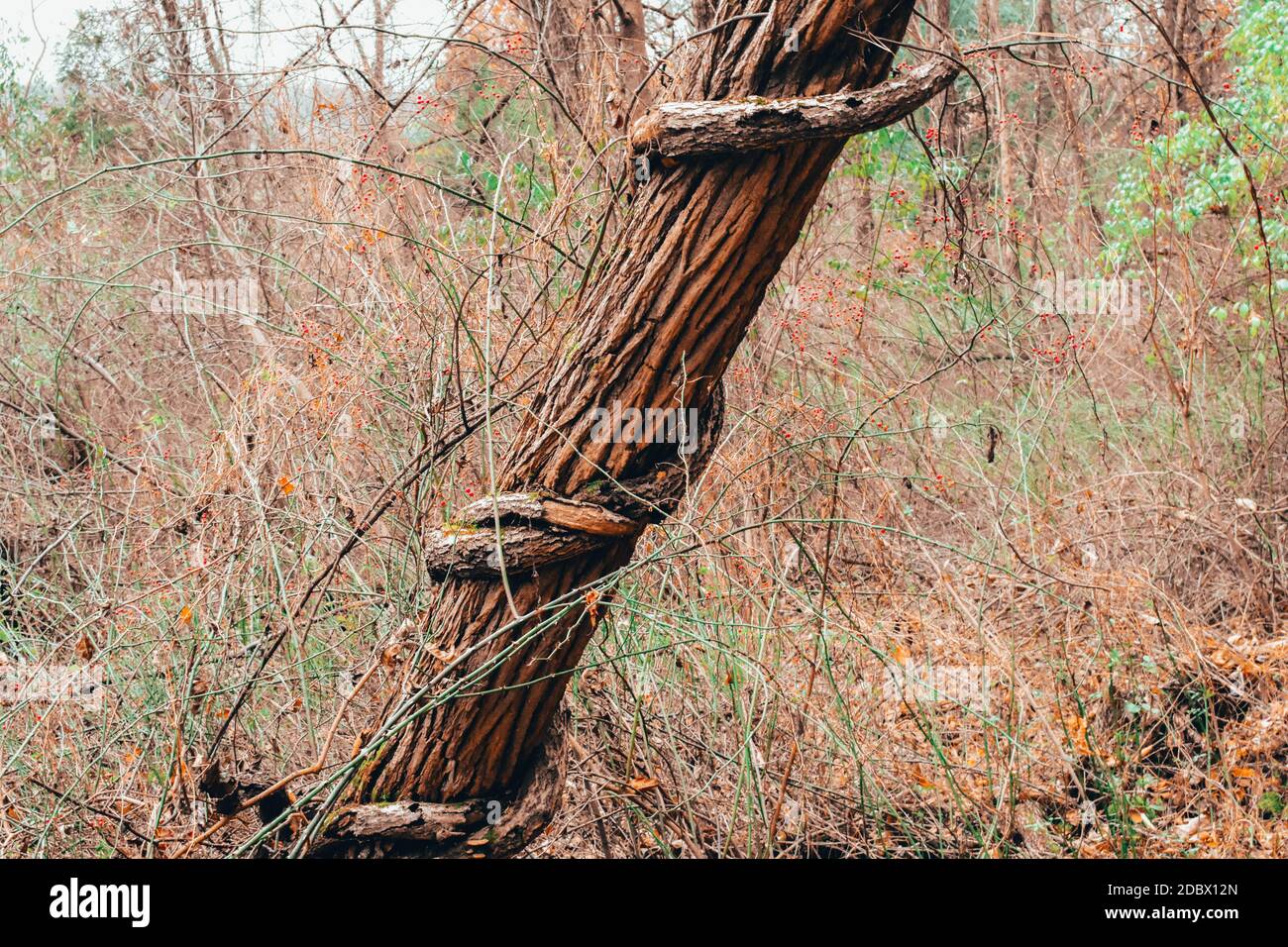 A Tree in a Dead Forest With a Vine Wrapped Tightly Around It Stock Photo