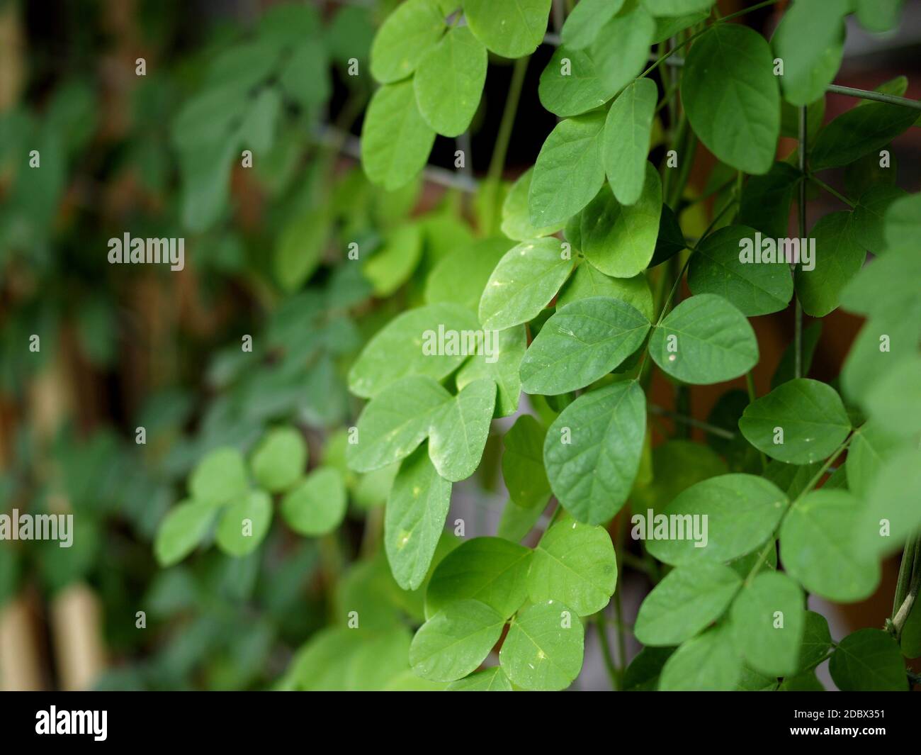 Green leaves under sunlight hi-res stock photography and images - Alamy