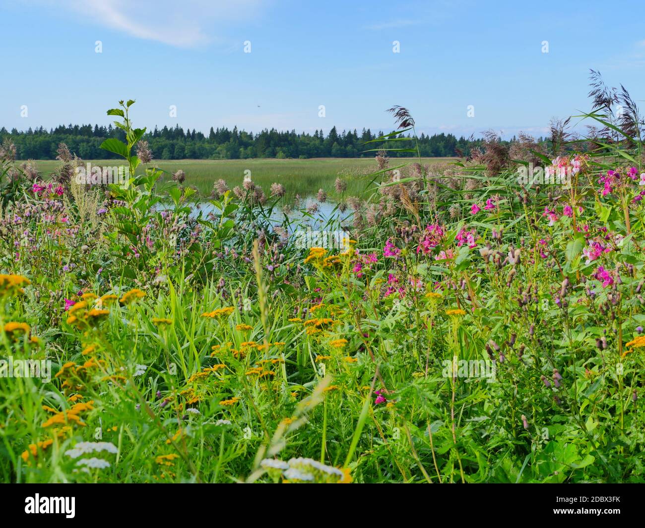 herbs flowering meadow summer landscape with a lake Stock Photo Alamy