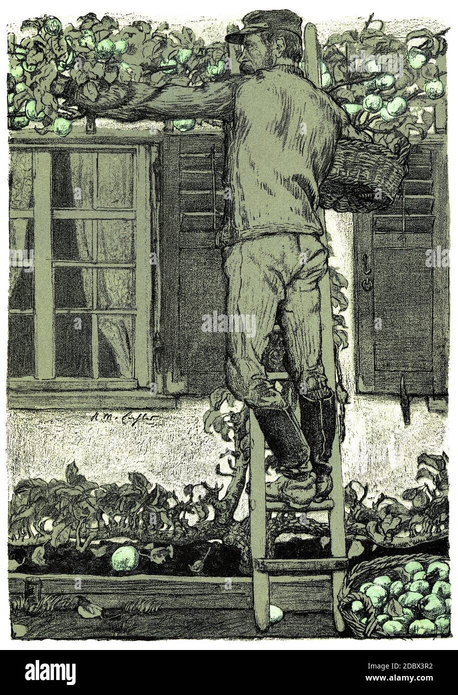 A Good Year - apple-picker on a ladder from vintage illustration, Art Nouveau style Stock Photo