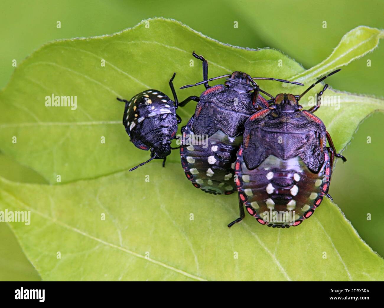 Nymphs of the Green Rice Bug Nezara viridula Stock Photo