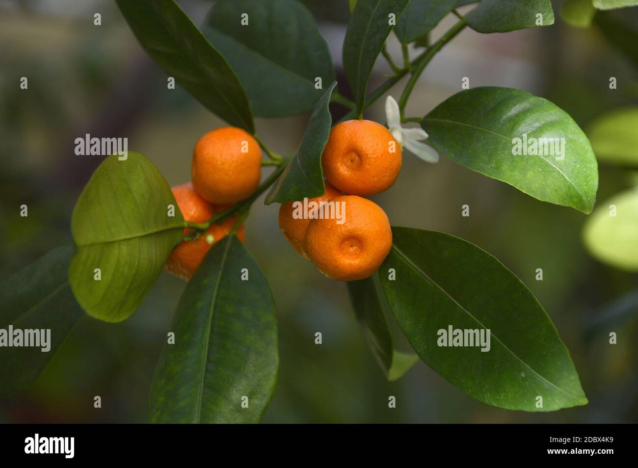 Calamansi, also known as calamondin or Philippine lime Stock Photo