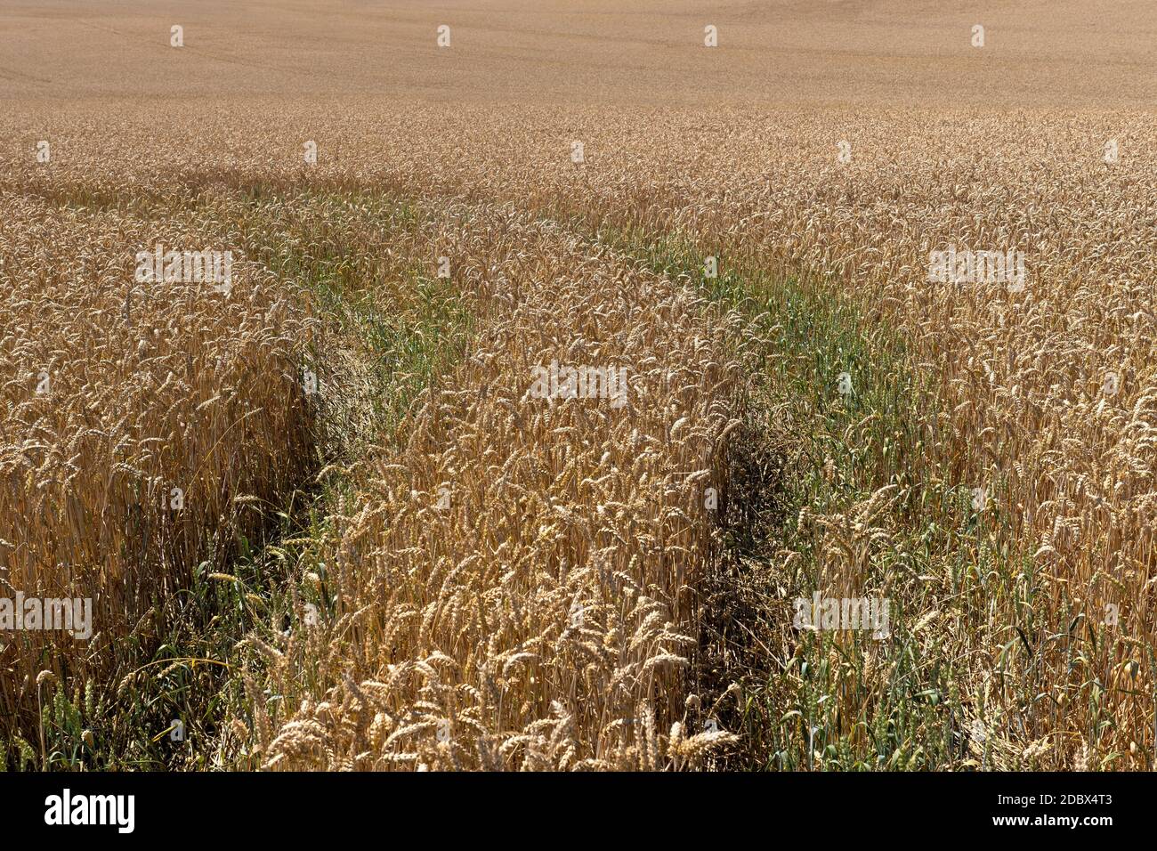 Still green lane in a brown grain field Stock Photo