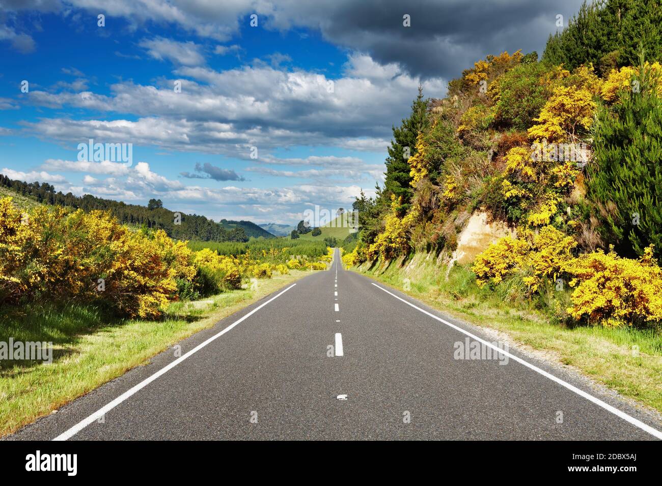Landscape with road and forest, New Zealand Stock Photo