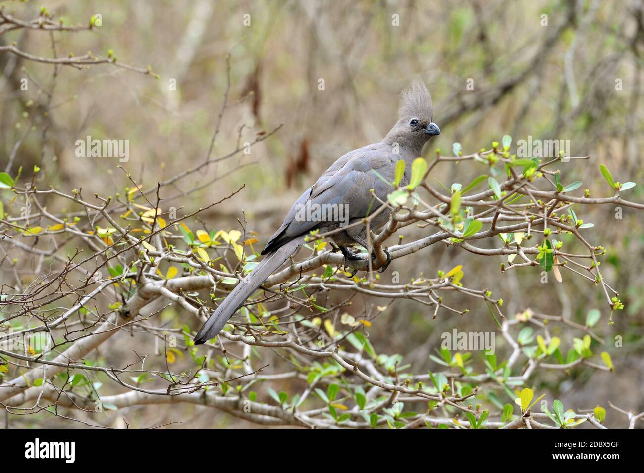 Grey Go-away-bird in the Kruger National Park in South Africa Stock Photo