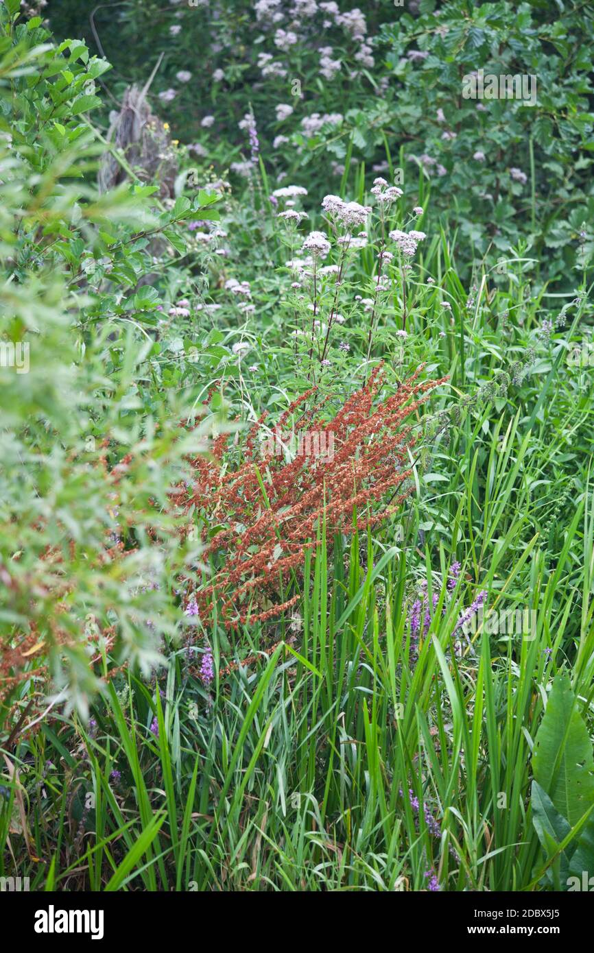 Wild plants in the nature reserve Stock Photo