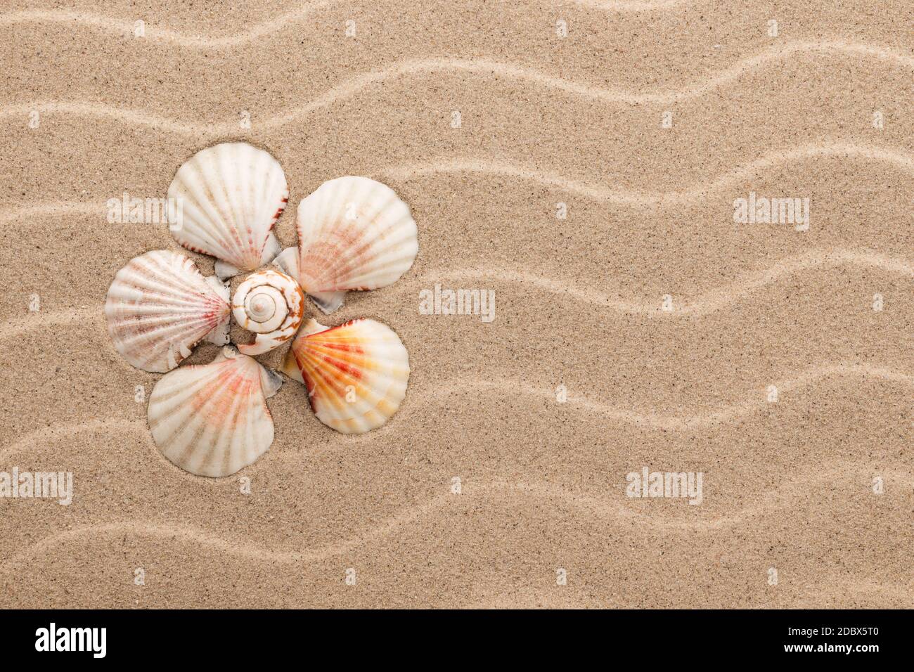 Conceptual daisy made of seashells lying on the dunes . View from above ...