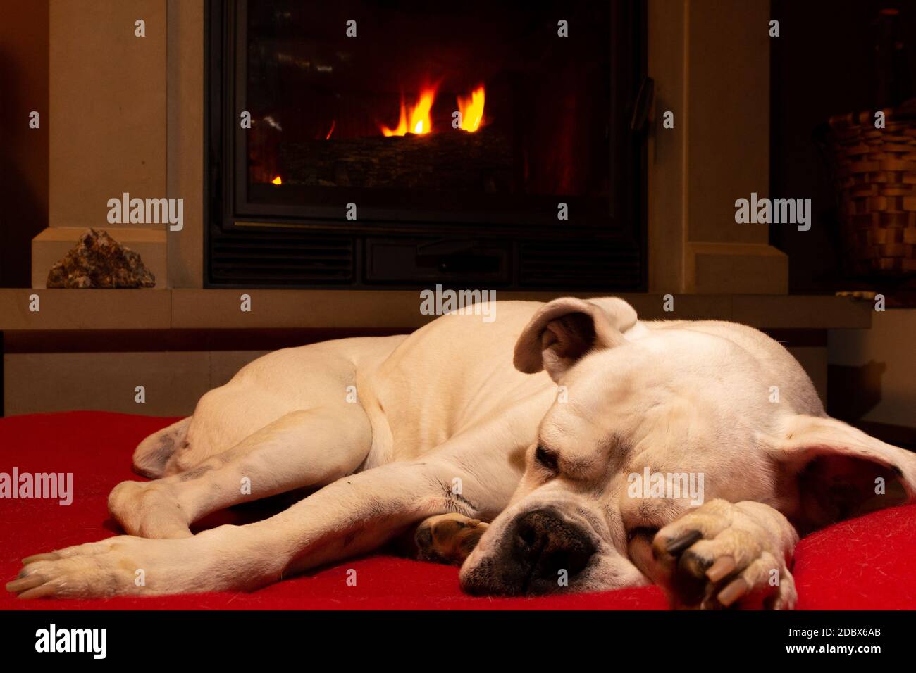 White boxer dog sleeping on a red rug near the burning fireplace. Resting dog. Stock Photo