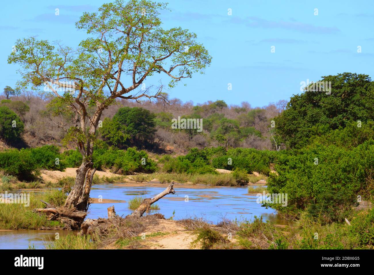 Landscape of the Kruger National Park in South Africa.The Kruger Park is located in the flat Lowveld, the central part at an average height of 250 m above sea level. Stock Photo