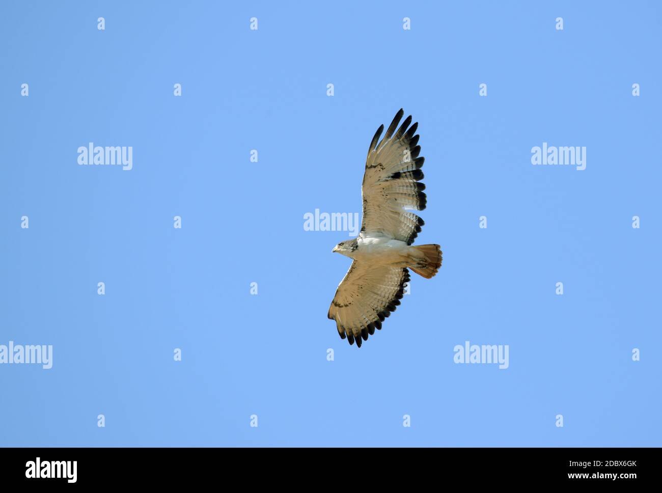 black-chested snake eagle in flight in Kruger National Park, South Africa Stock Photo