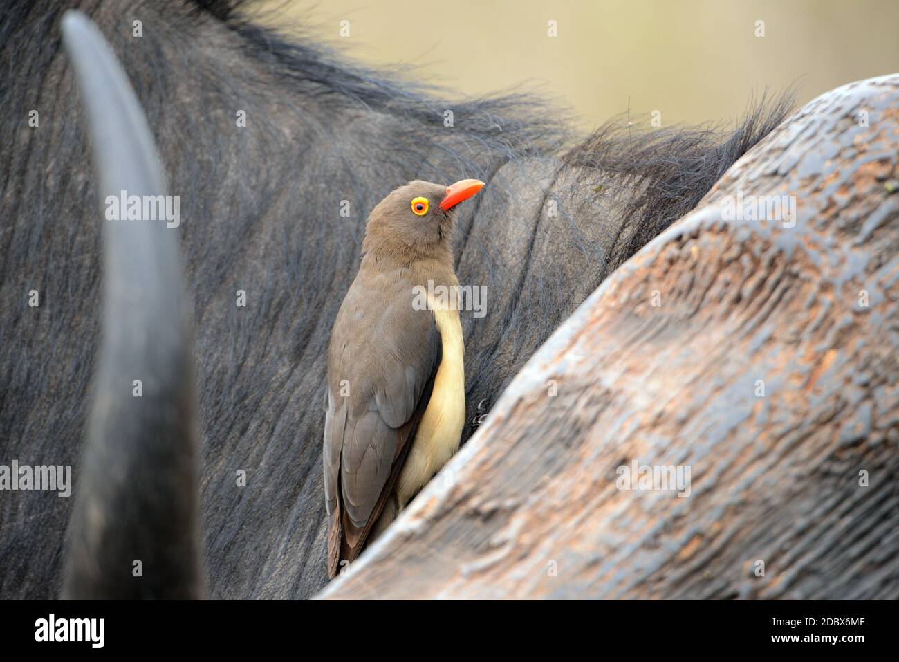 Maggot chopper in Kruger National Park, South Africa Stock Photo Alamy