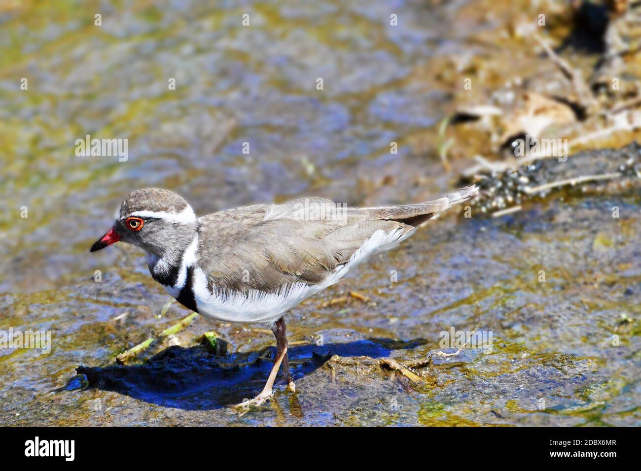 Three-banded plover in Kruger National Park, South Africa Stock Photo