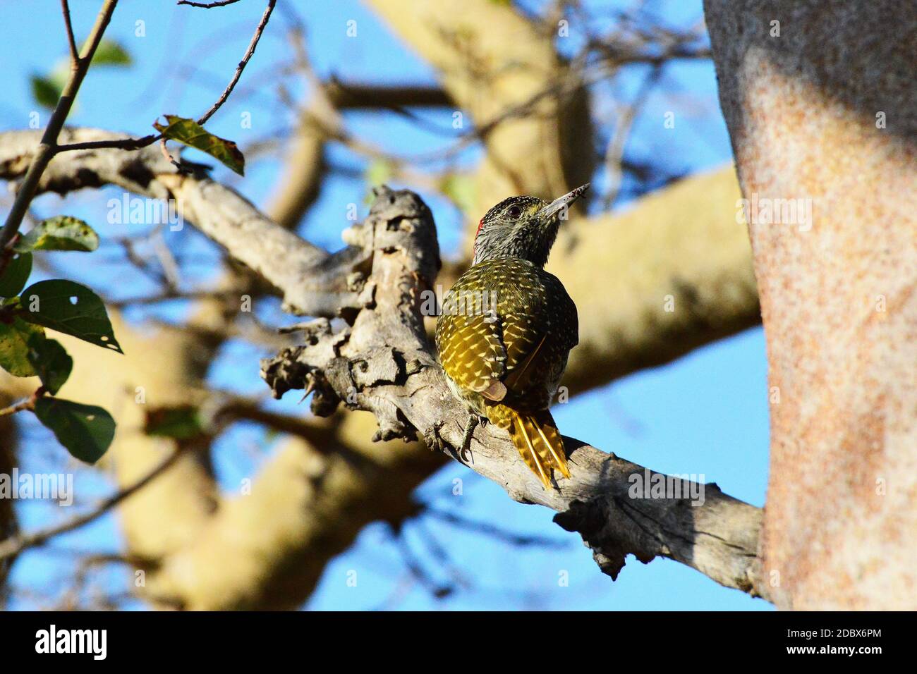 bearded woodpecker in the Kruger National Park, South Africa Stock Photo
