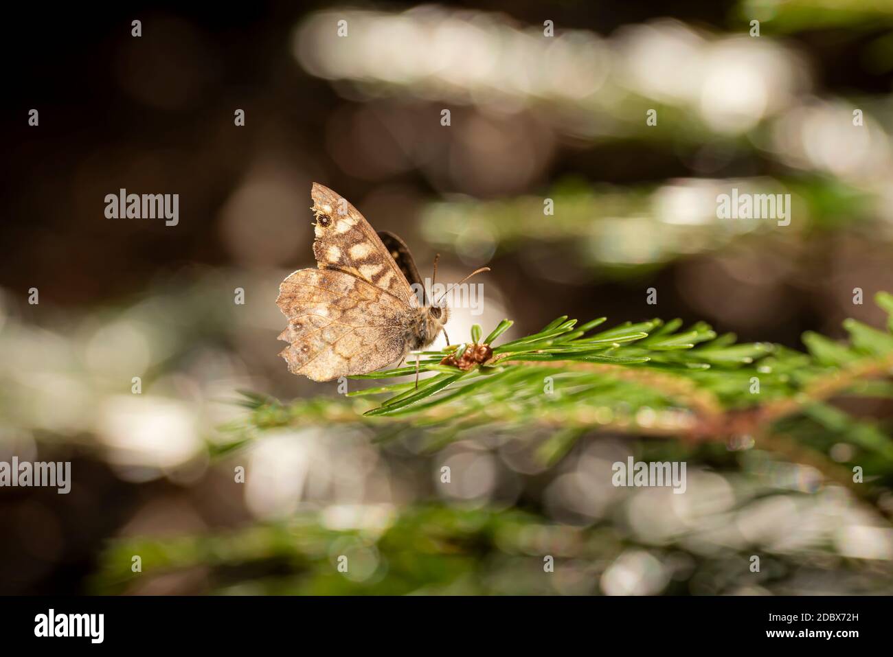 Small brown butterfly sits on a pine branch against a blurred brown background with copy space Stock Photo