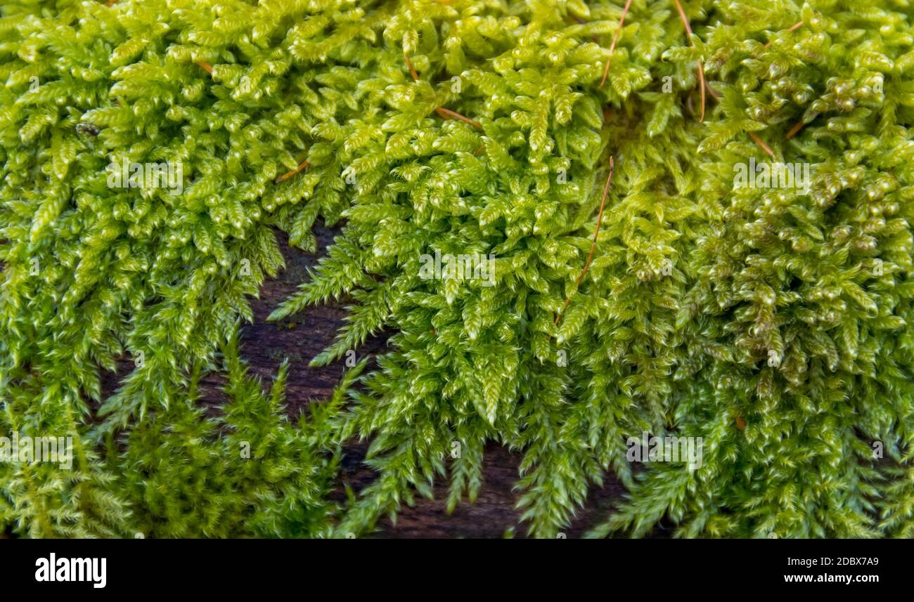 natural detail showing fresh green moss growing on wooden ground Stock ...