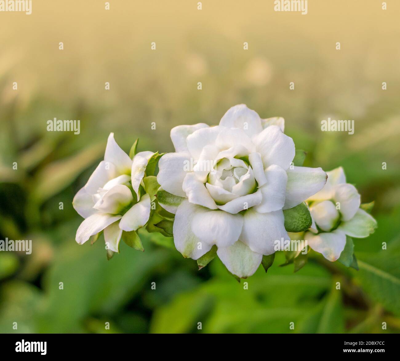 white flowerheads in gradient natural ambiance Stock Photo Alamy