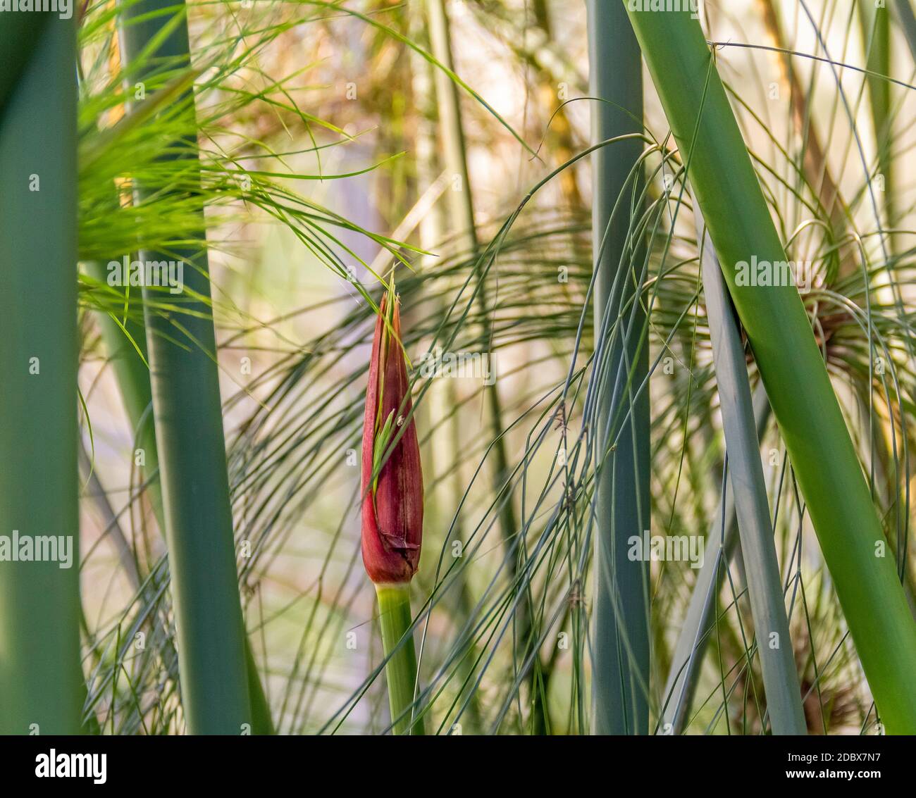 full frame closeup shot showing some nile grass vegetation Stock Photo