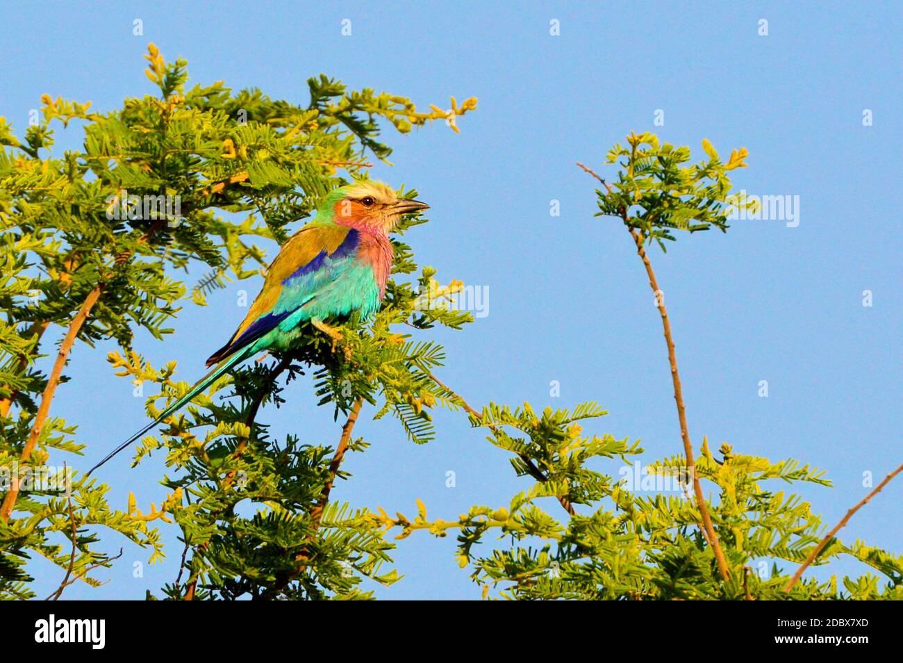 lilac-breasted roller in Kruger National Park, South Africa Stock Photo