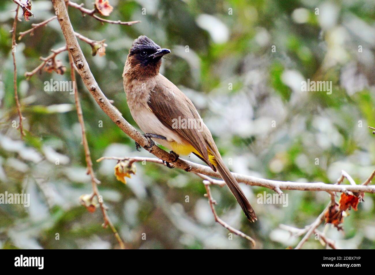 yellow-vented bulbul in Kruger National Park, South Africa Stock Photo
