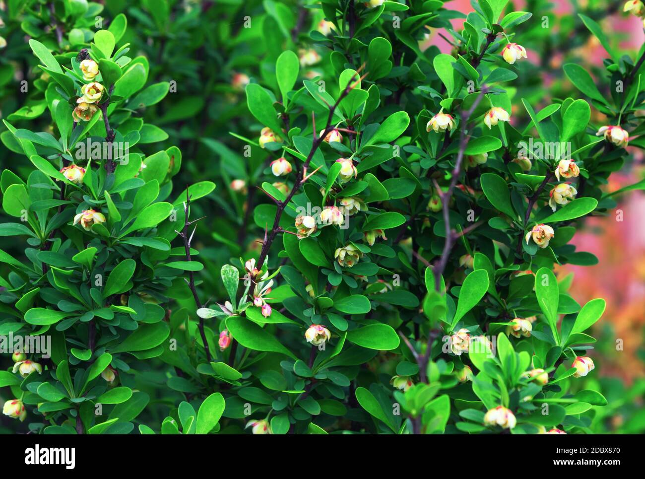 Beautiful small flowers on young green branches of the Japanese barberry bush. Berberis Thunbergii blossoms in the spring garden. Selective focus. Stock Photo