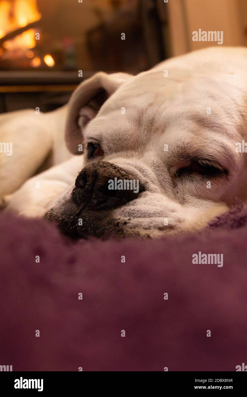 White boxer dog sleeping on a purple rug near the burning fireplace. Resting dog. Stock Photo