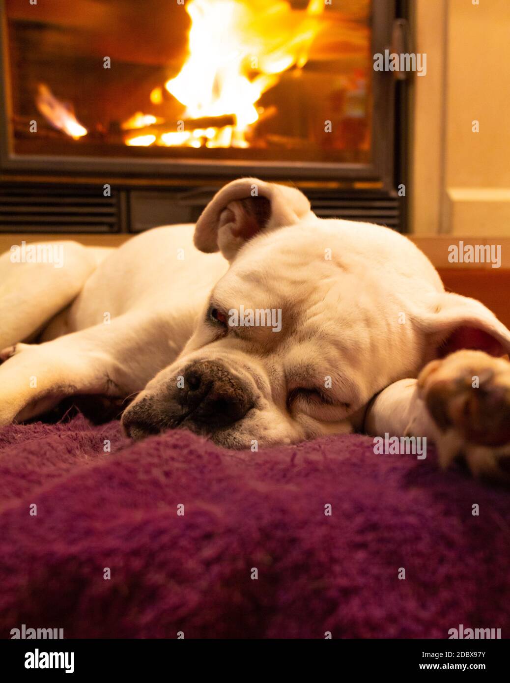 White boxer dog sleeping on a purple rug near the burning fireplace. Resting dog. Stock Photo