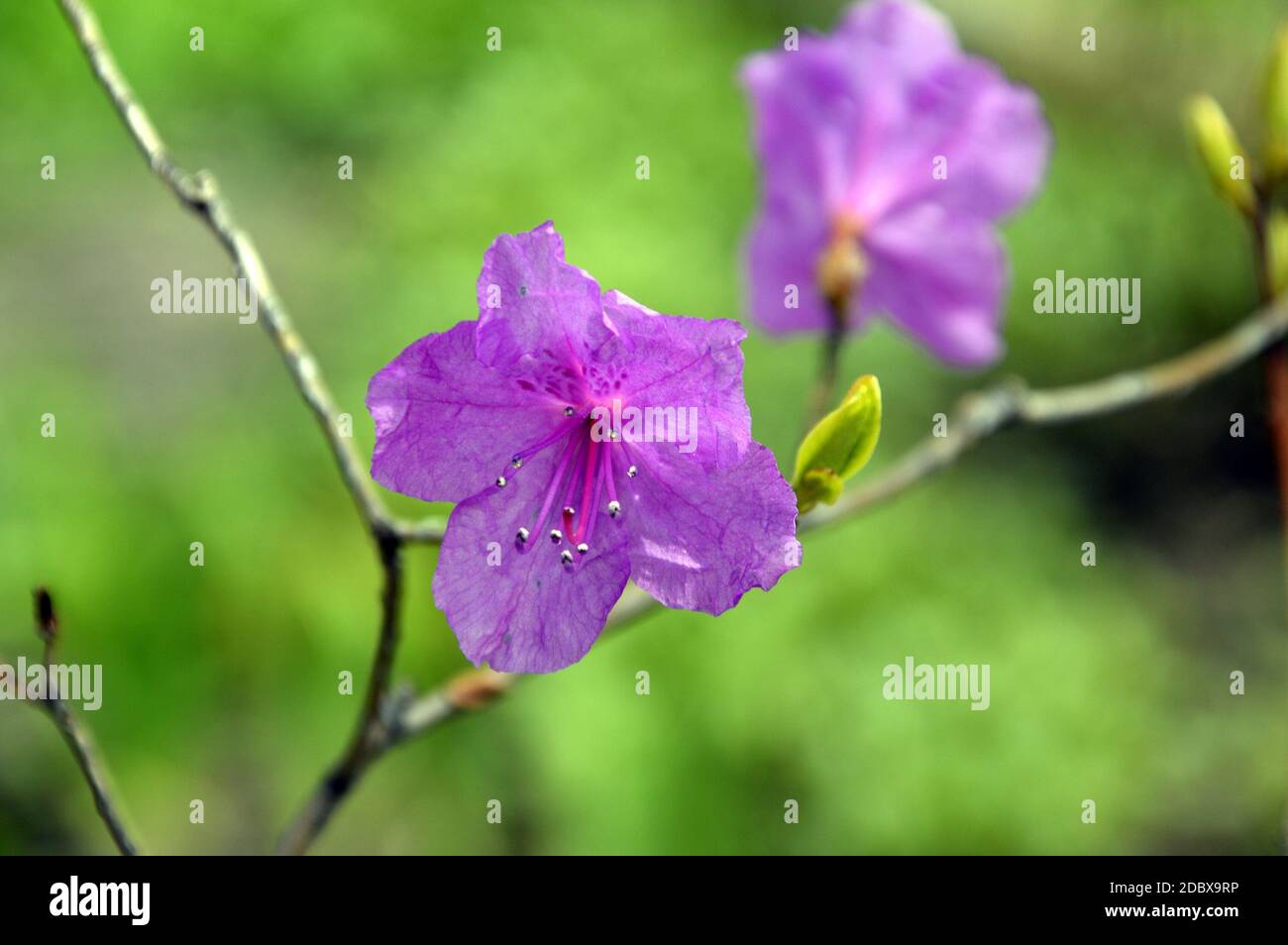 Rhododendron sichotense in Primorsky krai, Far East Russia. Type of Rhododendron growing in Russia. Stock Photo