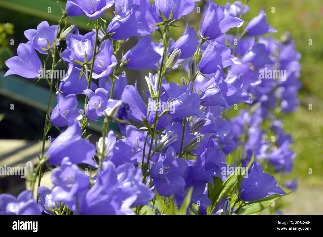 Selective focus of bright bellflowers on a sunny summer day Stock Photo