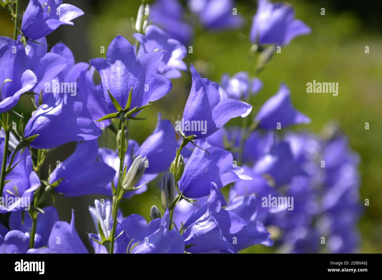 Selective focus of bright bellflowers on a sunny summer day Stock Photo