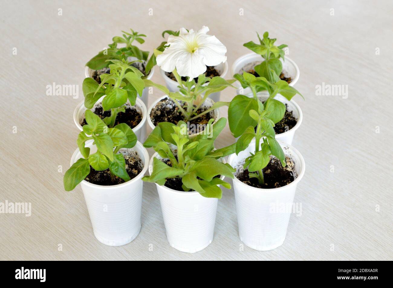 Concept of standing out from the crowd and leadership. seedlings of flowers in plastic cups and blossoming flower of white petunia. Stock Photo