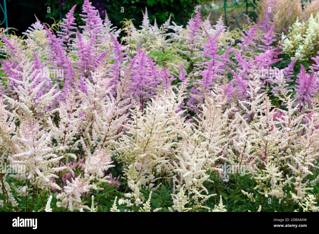Selective focus of lilac and light yellow Astilbe flowers (false goat's beard). Russian Far East. Stock Photo