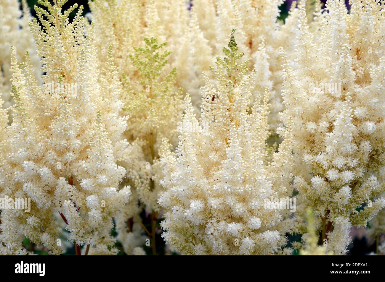 Selective focus of light yellow Astilbe flowers (false goat's beard). Russian Far East. Stock Photo