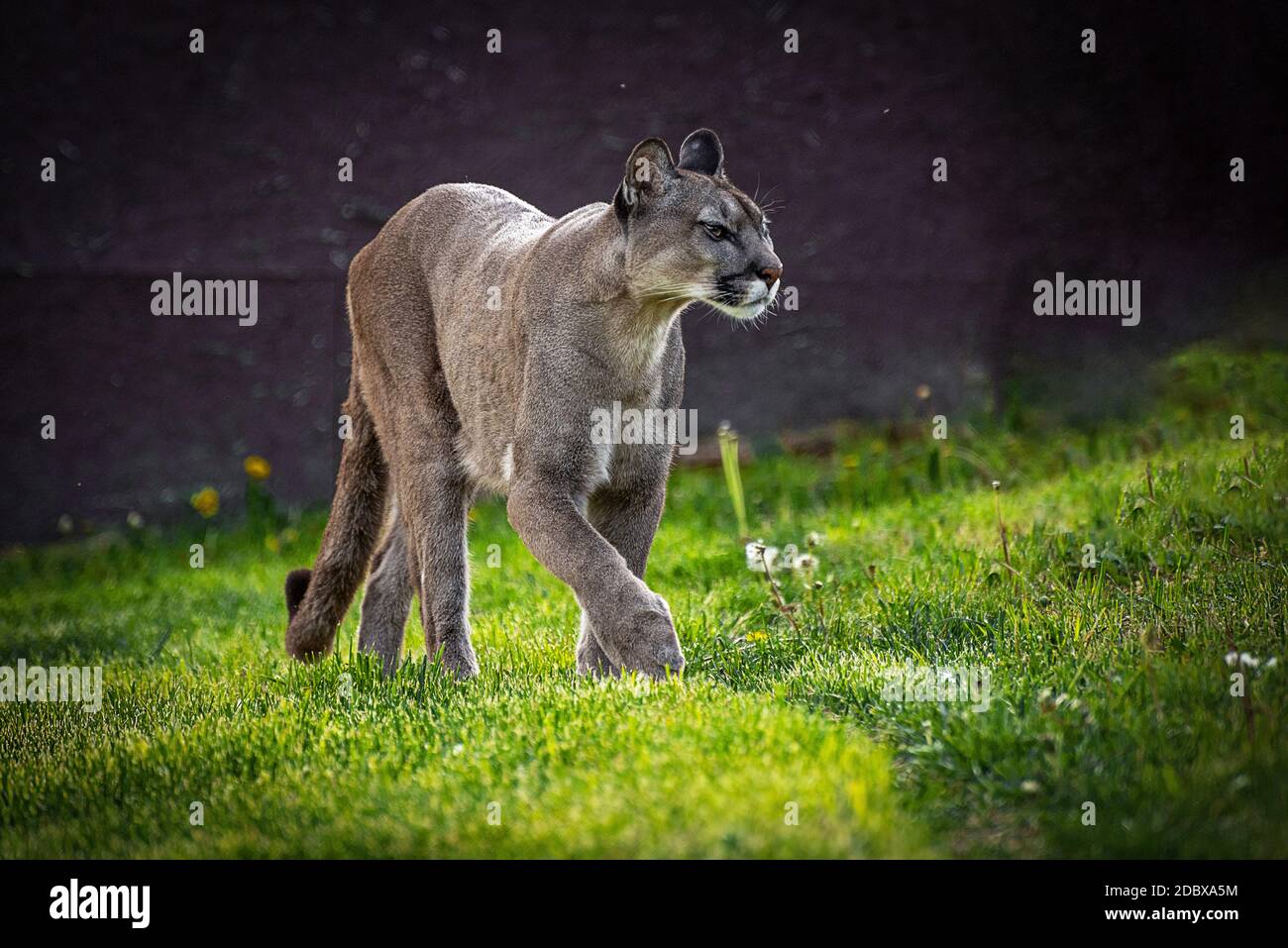 The cougar (Puma concolor) is a large felid of the subfamily Felinae. It is native to the Americas Stock Photo