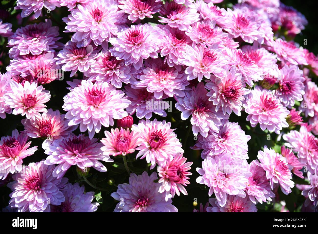 Hardy chrysanthemums hires stock photography and images Alamy