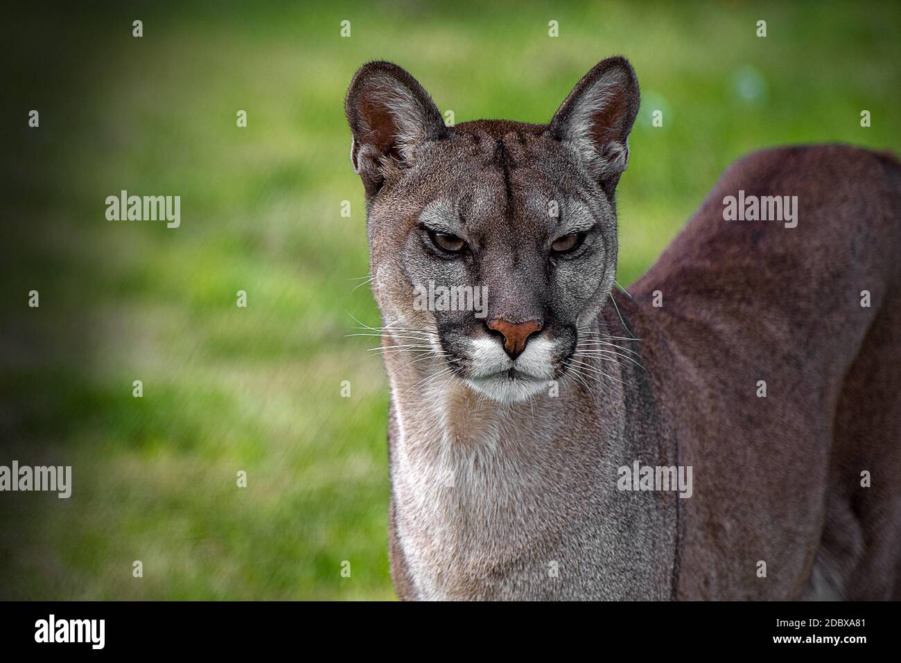 he cougar (Puma concolor) is a large felid of the subfamily Felinae. It is native to the Americas Stock Photo