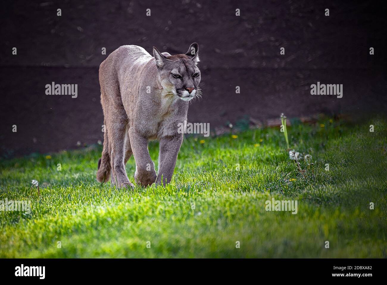 he cougar (Puma concolor) is a large felid of the subfamily Felinae. It is native to the Americas Stock Photo