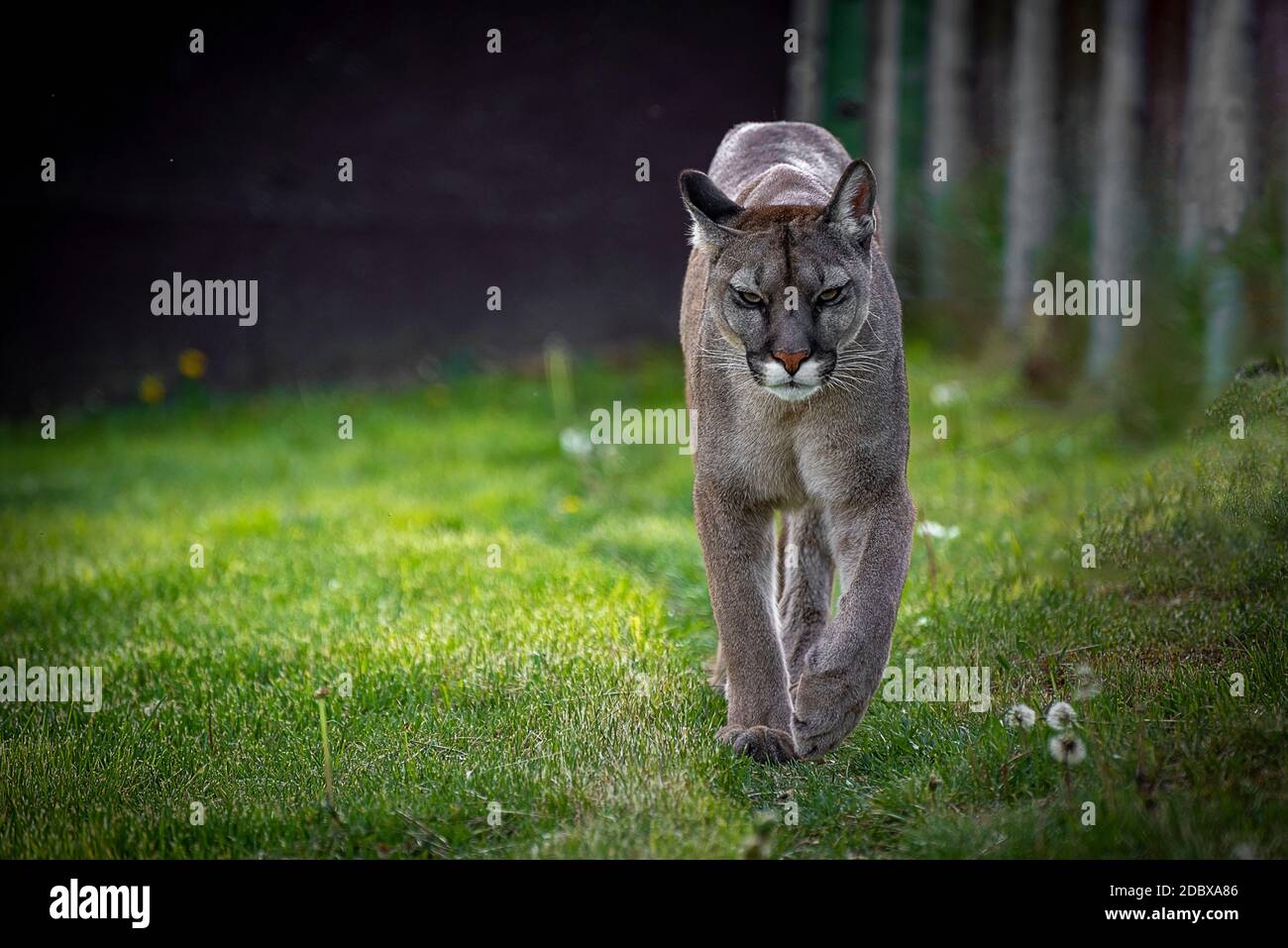 The cougar (Puma concolor) is a large felid of the subfamily Felinae. It is native to the Americas Stock Photo